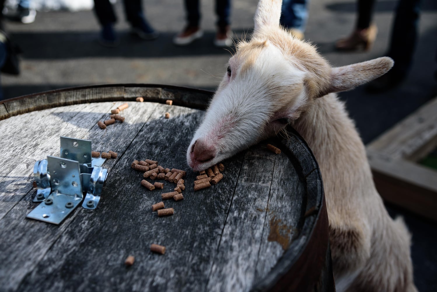 PHOTOS: Did we spot you frolicking with the cutest kids at Dayton Beer Company’s GoatFest?