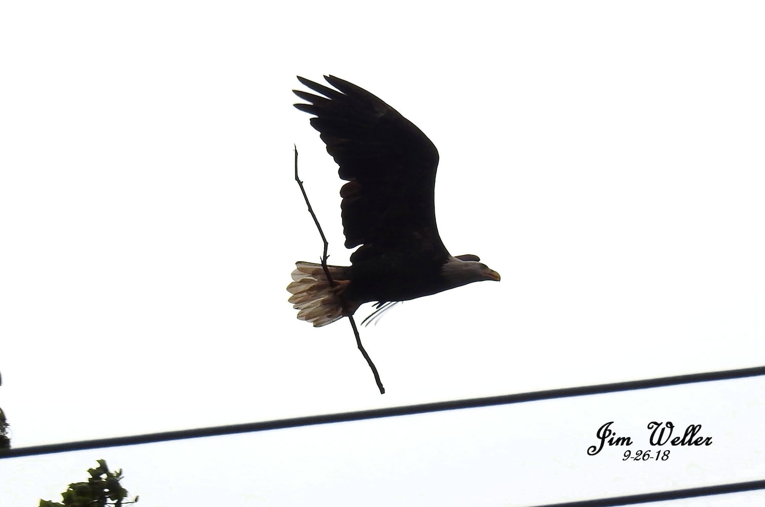 Photos: Orv and Willa, a pair of bald eagles, take up residence in Dayton