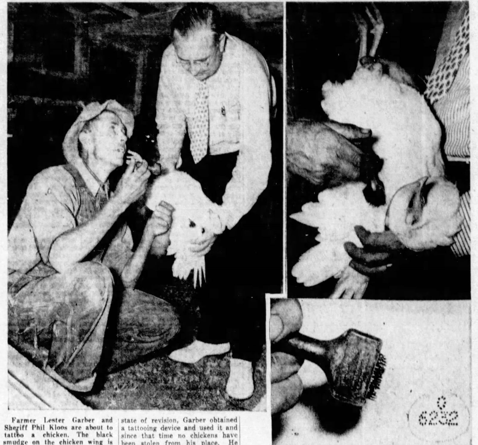 June 26, 1938: System of tattooing chickens cuts loss of fowl by theft for farmer. DAYTON DAILY NEWS ARCHIVES