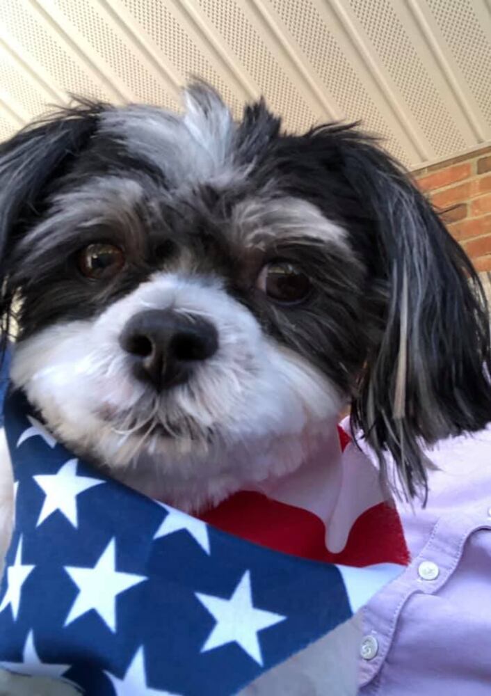 PHOTOS: It’s National Dog Day! Here are some puppy smiles for you