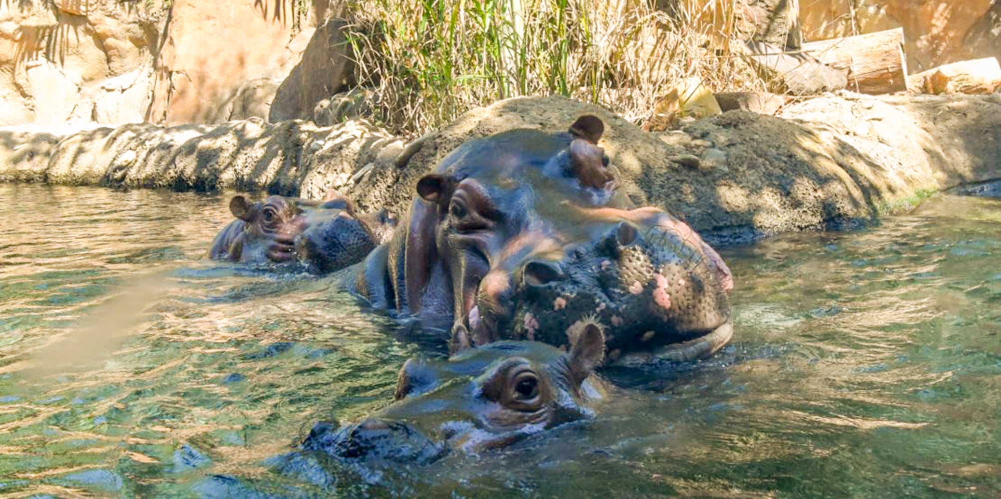 Fiona Cincinnati Zoo