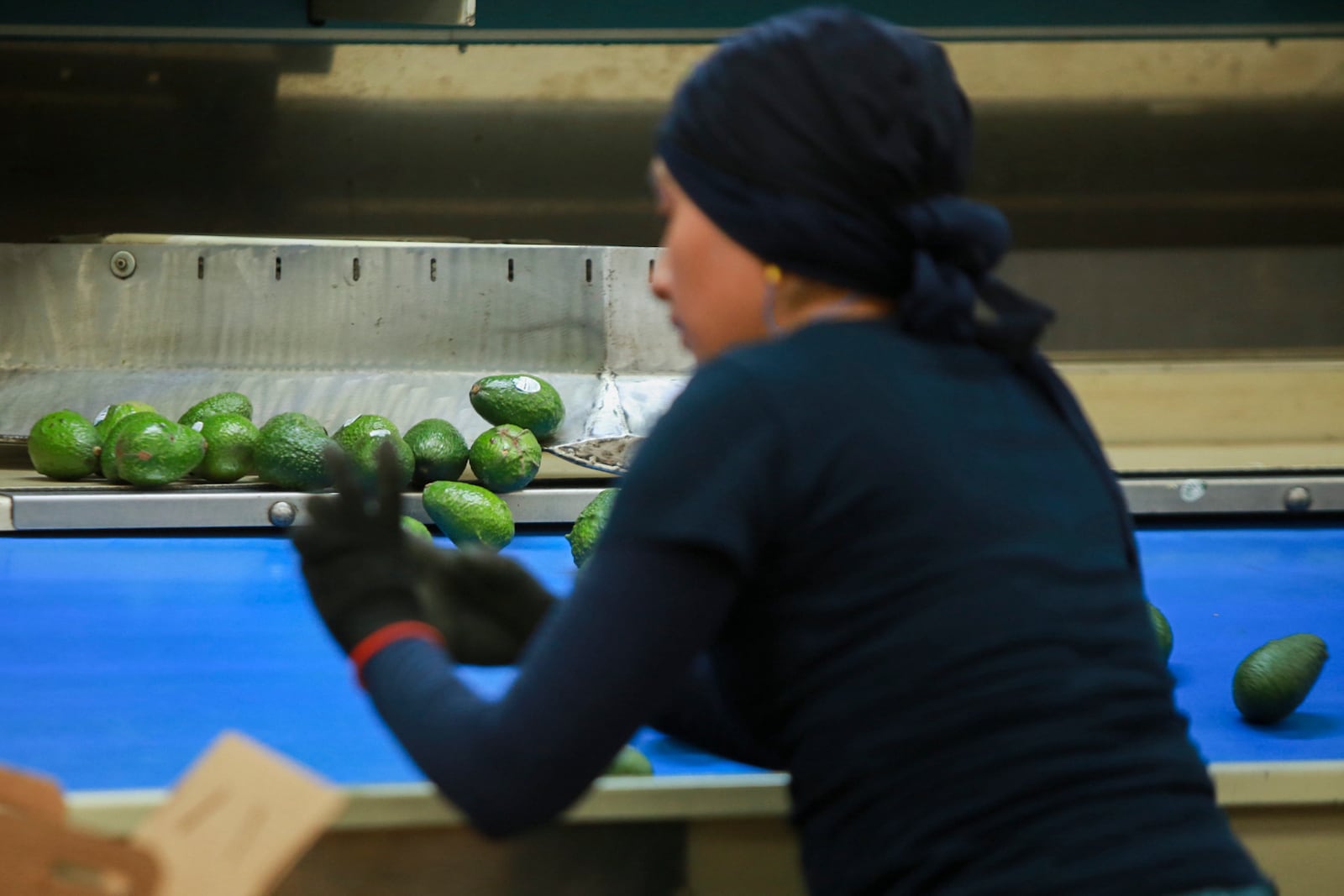 A worker sorts avocados at a packing plant in Uruapan, Mexico, Wednesday, Nov. 27, 2024. (AP Photo/Armando Solis)