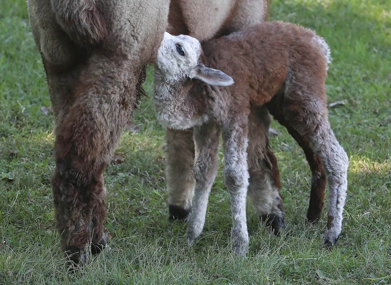 092521 Alpaca Farm Day SNS