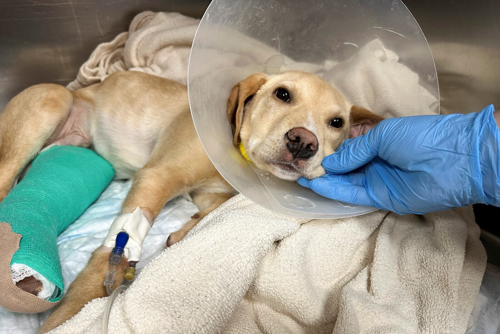 After surviving a plane crash in the Catskill Mountains on Sunday, Whiskey, a Labrador-mix puppy, rests at the Pieper Memorial Veterinary Center, Tuesday, Nov. 26, 2024, in Middletown, Conn. (Jesse Ferguson, Pieper Memorial Veterinary Center via AP)