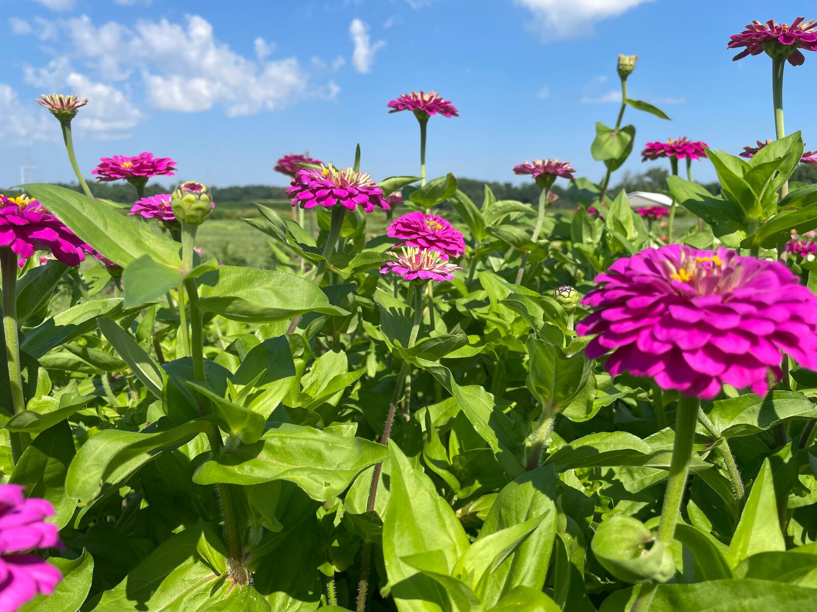 Frost Farmstead, located at 185 South Valley Road in Xenia, offers u-pick flowers and much more noon to 8 p.m. Fridays, Saturdays and Sundays through October.