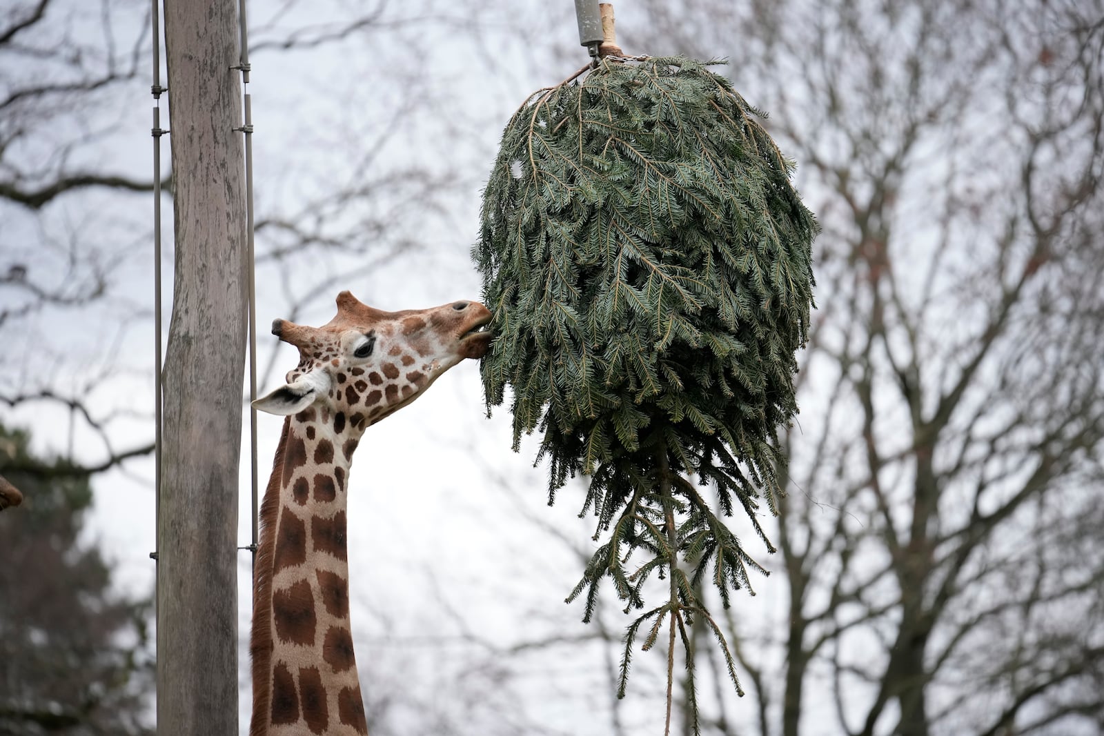 A giraffe grazes on a Christmas tree during the feeding of animals with unused Christmas trees at the Zoo, in Berlin, Germany, Friday, Jan. 3, 2025. (AP Photo/Ebrahim Noroozi)