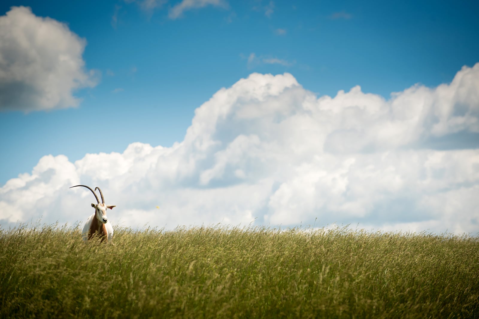 A scimitar-horned oryx at The Wilds in Cumberland, Ohio. GRAHM S. JONES / COLUMBUS ZOO AND AQUARIUM