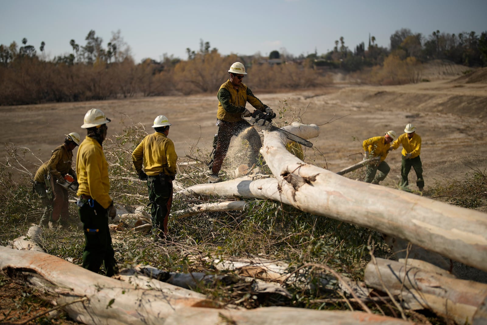 Augustine Secatero, a member of the Navajo Scouts firefighter crew, uses a chainsaw to cut up a tree destroyed by the Eaton Fire, Friday, Jan. 17, 2025, in Pasadena, Calif. (AP Photo/John Locher)