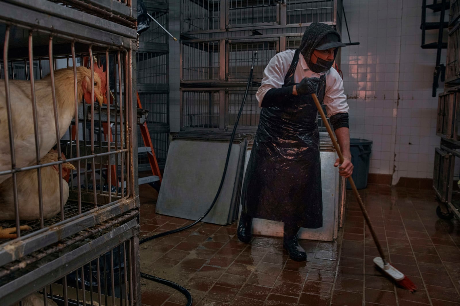 An employee of La Granja Live Poultry Corporation cleans the floor inside the store on Friday, Feb. 7, 2025, in New York. (AP Photo/Andres Kudacki)