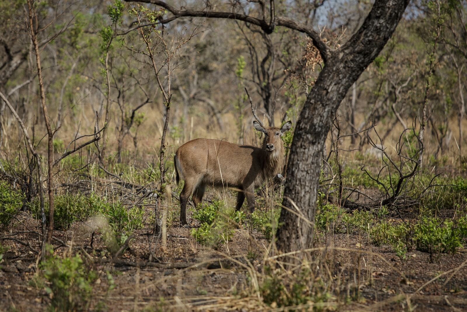 A waterbuck grazes at Niokolo Koba National Park, Senegal on Tuesday, Jan. 14, 2025. (AP Photo/Annika Hammerschlag)