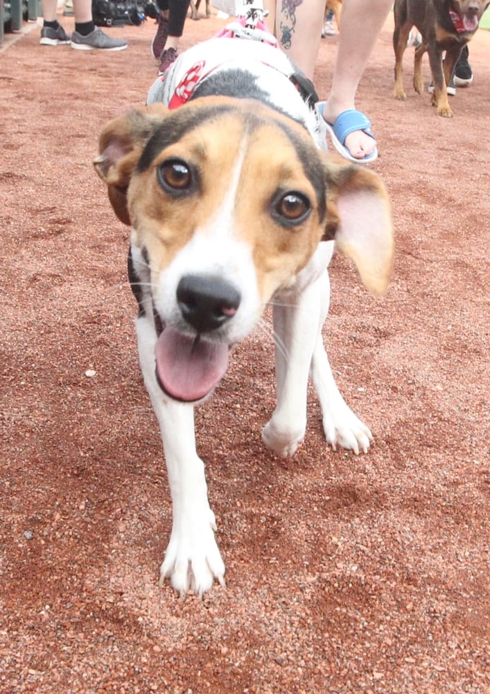 Photos: Bark in the Park Night at Great American Ball Park