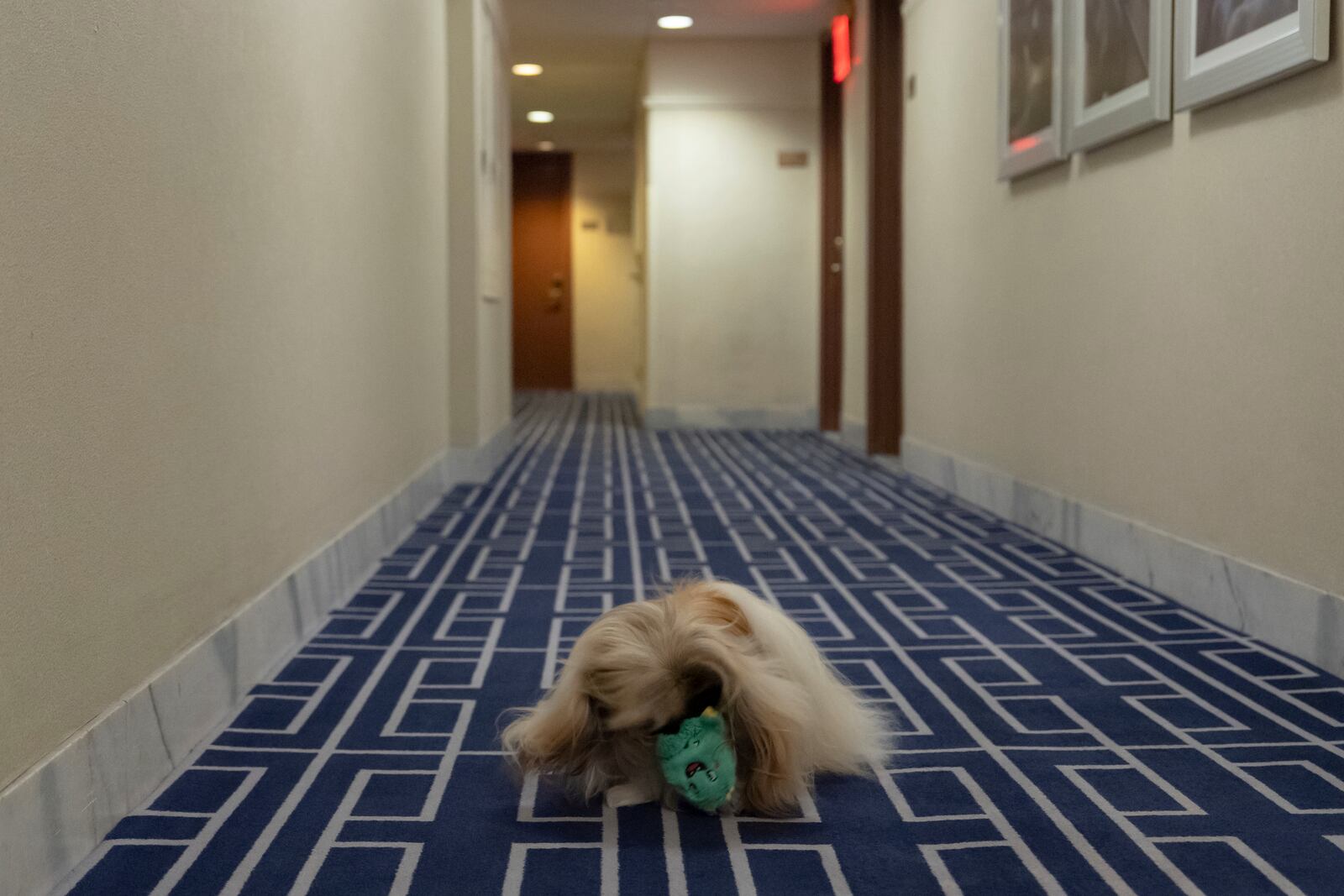 President of the Westminster Kennel Club Donald Sturz, not pictured, shows Fiona, his pet pekingese, during an interview with The Associated Press at The New Yorker hotel, Thursday, Jan. 30, 2025, in New York. (AP Photo/Julia Demaree Nikhinson)