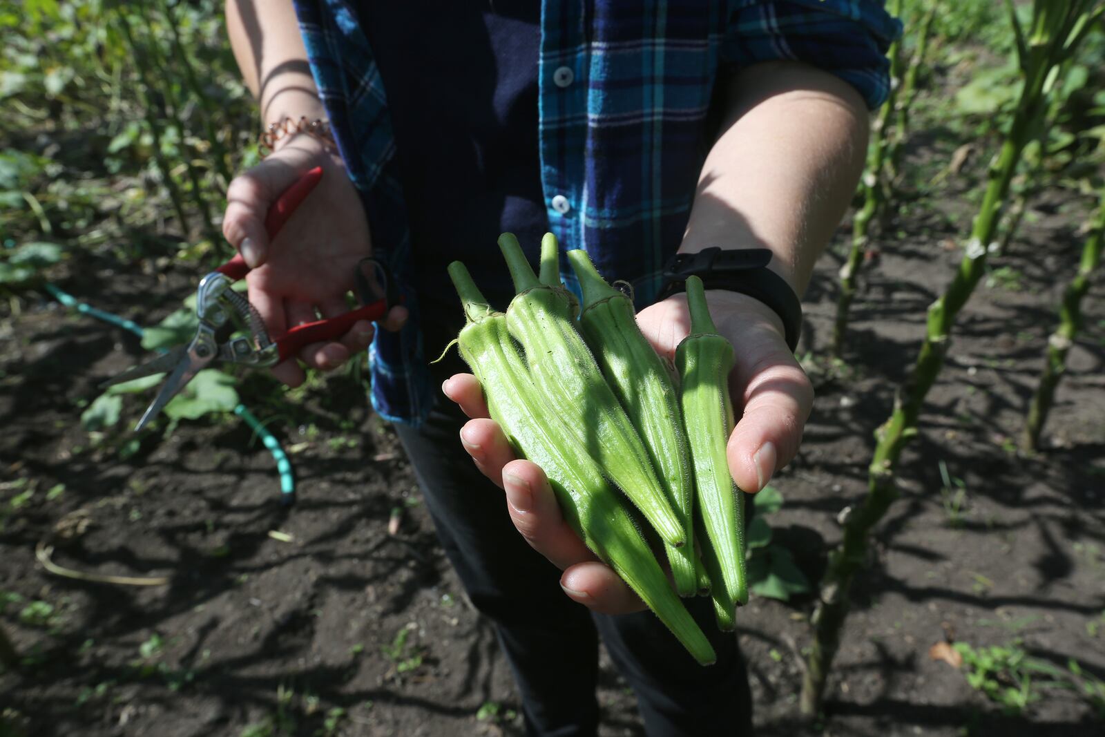 Kate Lowry, education coordinator at Possum Creek MetroPark, harvests okra at the park’s demonstration garden. Much of the produce grown is donated to Access to Excess, a food rescue nonprofit that distributes it at free produce stands in the Dayton area. LISA POWELL / STAFF