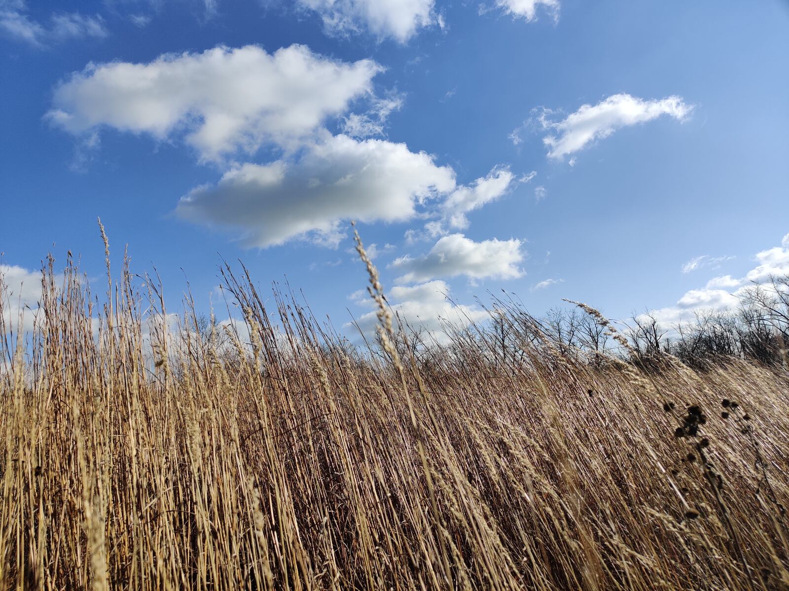 One of the largest native planted prairies in the area at Carriage Hill MetroPark. CONTRIBUTED