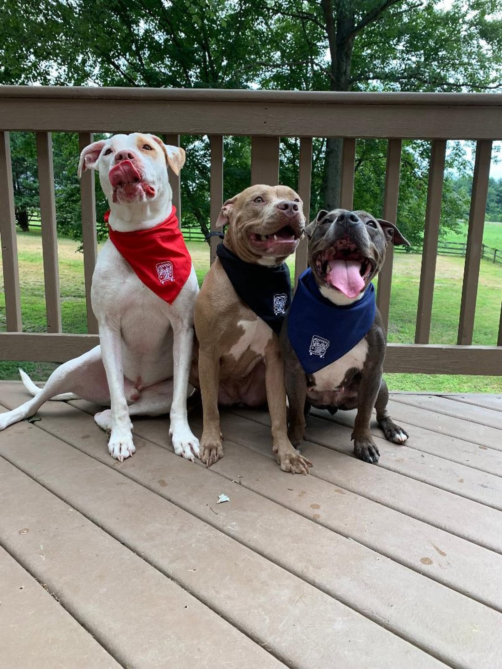 Three of Wes and Bailey Martin s dogs, from left: Bane, a pit bull-Great Dane mix and two pit bulls, Libby and Bella. CONTRIBUTED