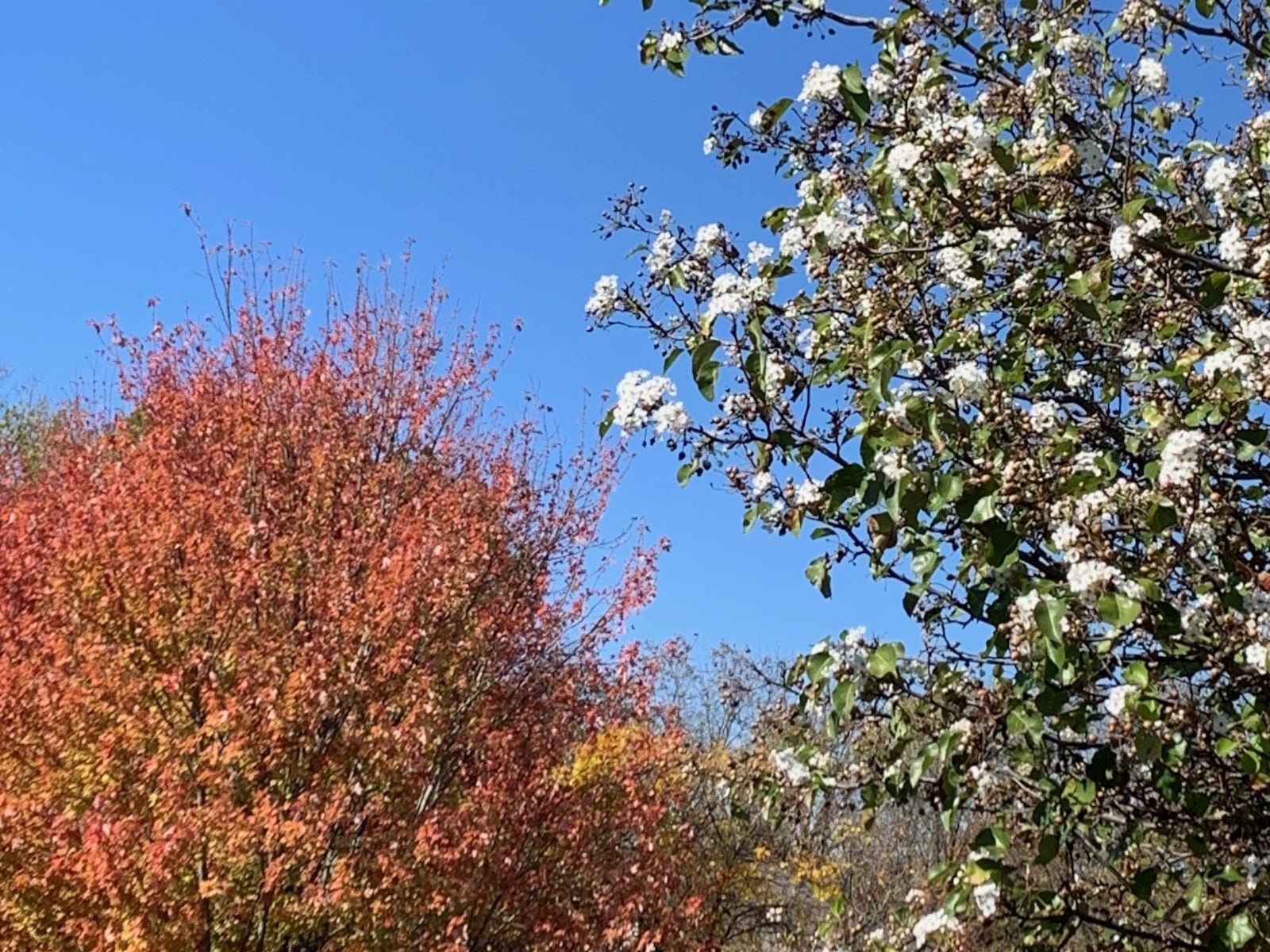 Reader Don Nowak’s crabapple almost in full bloom in October due to drought conditions.