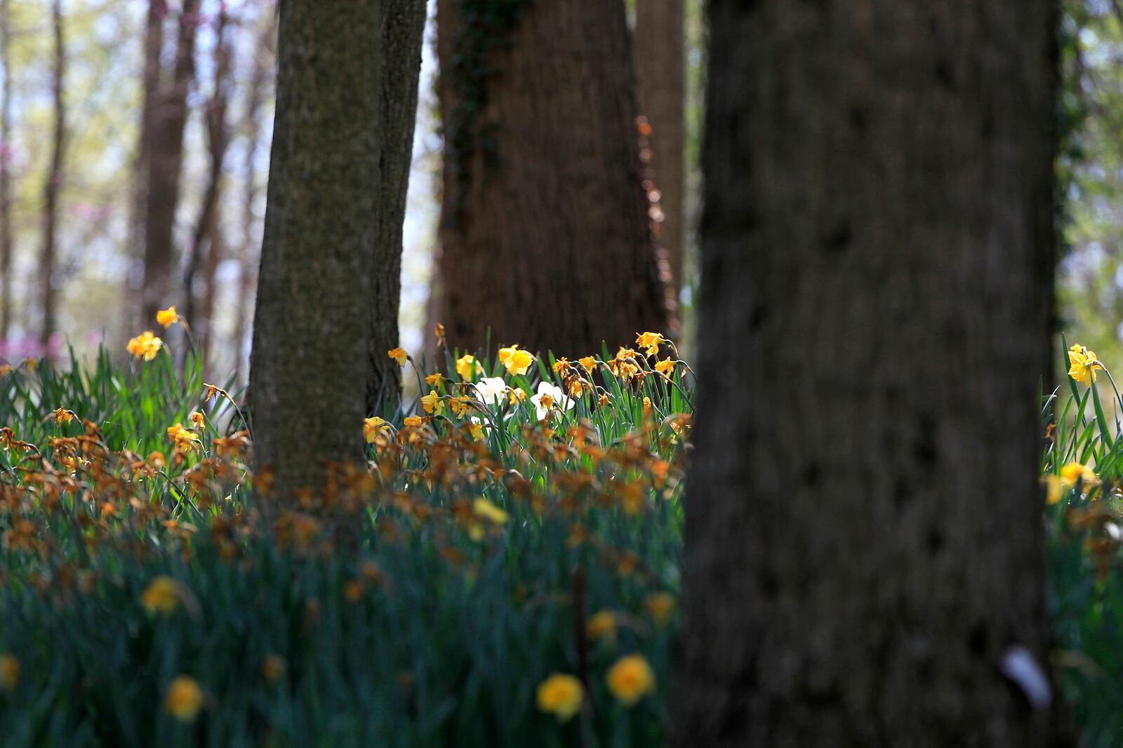 Each year the hillside at 1911 Ridgeway Rd. comes alive with thousands of bright yellow daffodils.John C. Gray and his wife, Mj, started planting them in 2006. Today there are 160,000 daffodils on display each spring.  LISA POWELL / STAFF