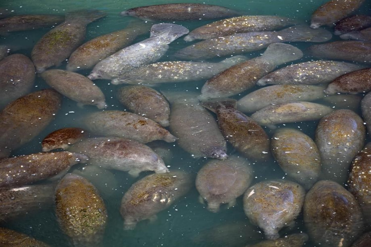 over 200 manatees keeping warm near florida power plant