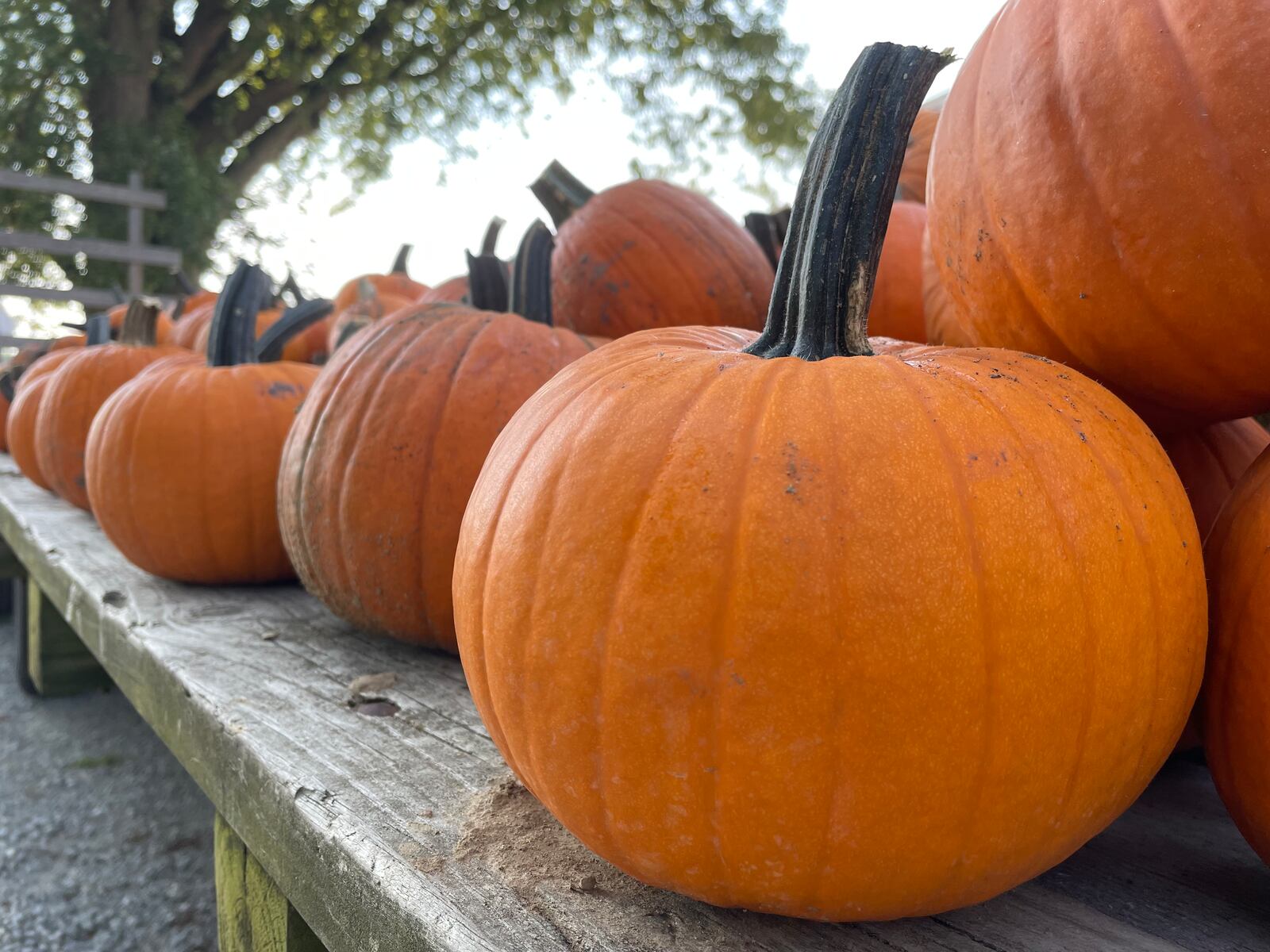 Young’s Jersey Dairy kicks off the fall season Sept. 16 with pick your own pumpkins, a corn maze, wagon rides, a wool gathering and more.