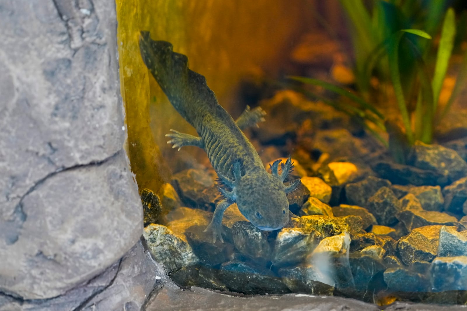 An axolotl swims around in an aquarium at a museum in Xochimilco Ecological Park, in Mexico City, Tuesday, Feb. 11, 2025. (AP Photo/Marco Ugarte)