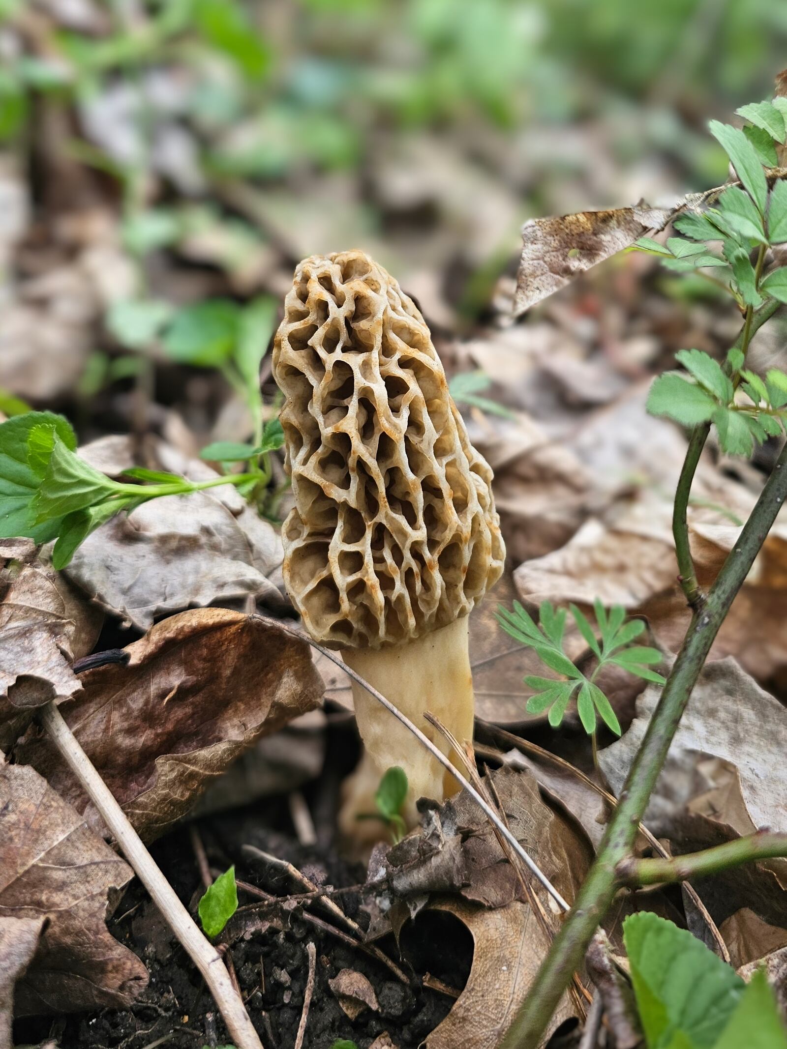 Faith Ritchie recently discovered and photographed this morel mushroom.