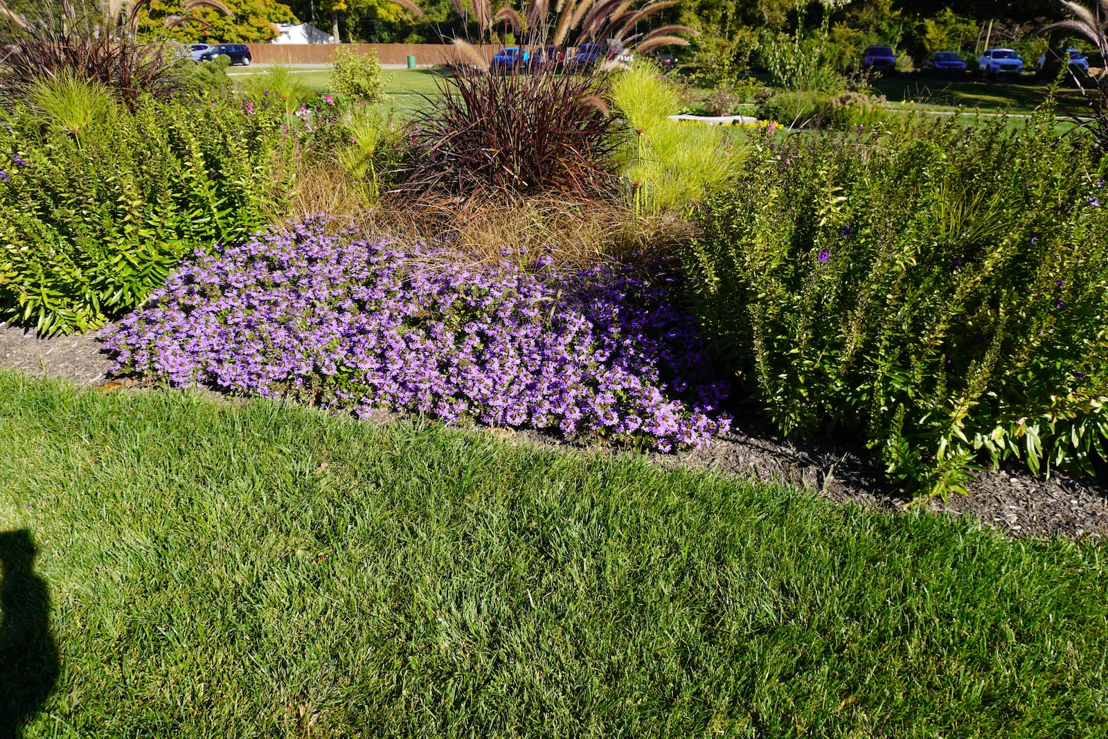 Scaevola Whirlwind Blue will look great until the first frost. CONTRIBUTED