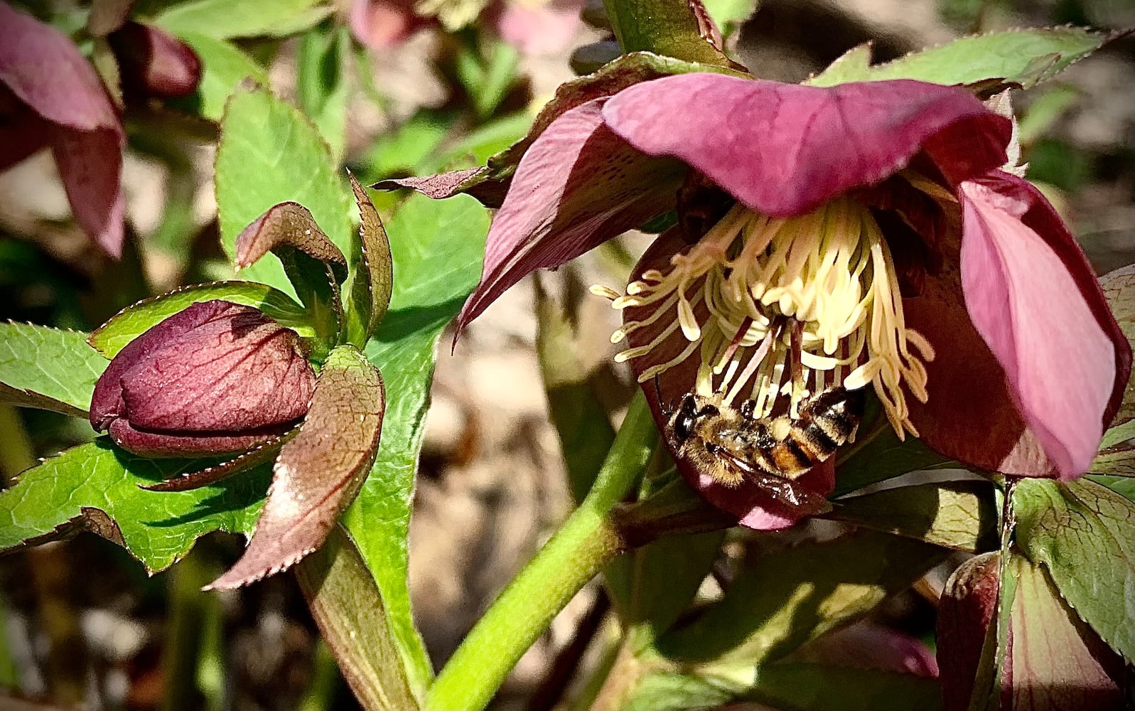 Spring Flowers 