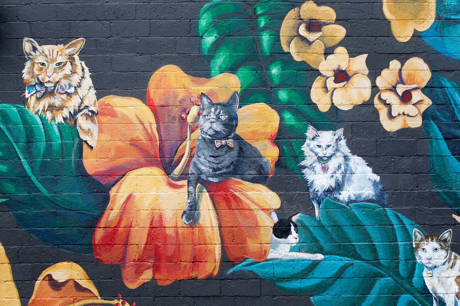 A dozen cats have been painted on a new ongoing mural on the side of Lily's Bistro in Dayton's Oregon District. Tiffany Clark of the Mural Machine is painting the feline portraits as part of a fundraiser for local groups dedicated to animal welfare.  LISA POWELL / STAFF