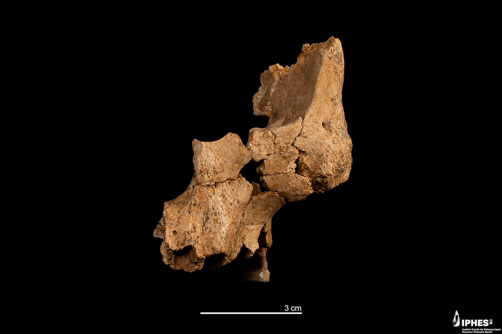 This image provided by the Catalan Institute of Human Paleoecology and Social Evolution in March 2025, shows a fossil of the left midface of a hominin between 1.1 million and 1.4 million years old recovered from the Sima del Elefante site in Sierra de Atapuerca, Burgos, Spain. (Maria D. Guillén/IPHES-CERCA via AP)