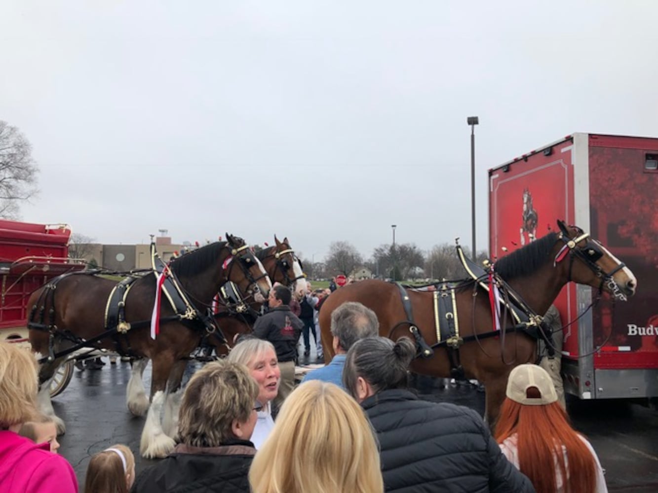 PHOTOS: The Budweiser Clydesdales are in Dayton