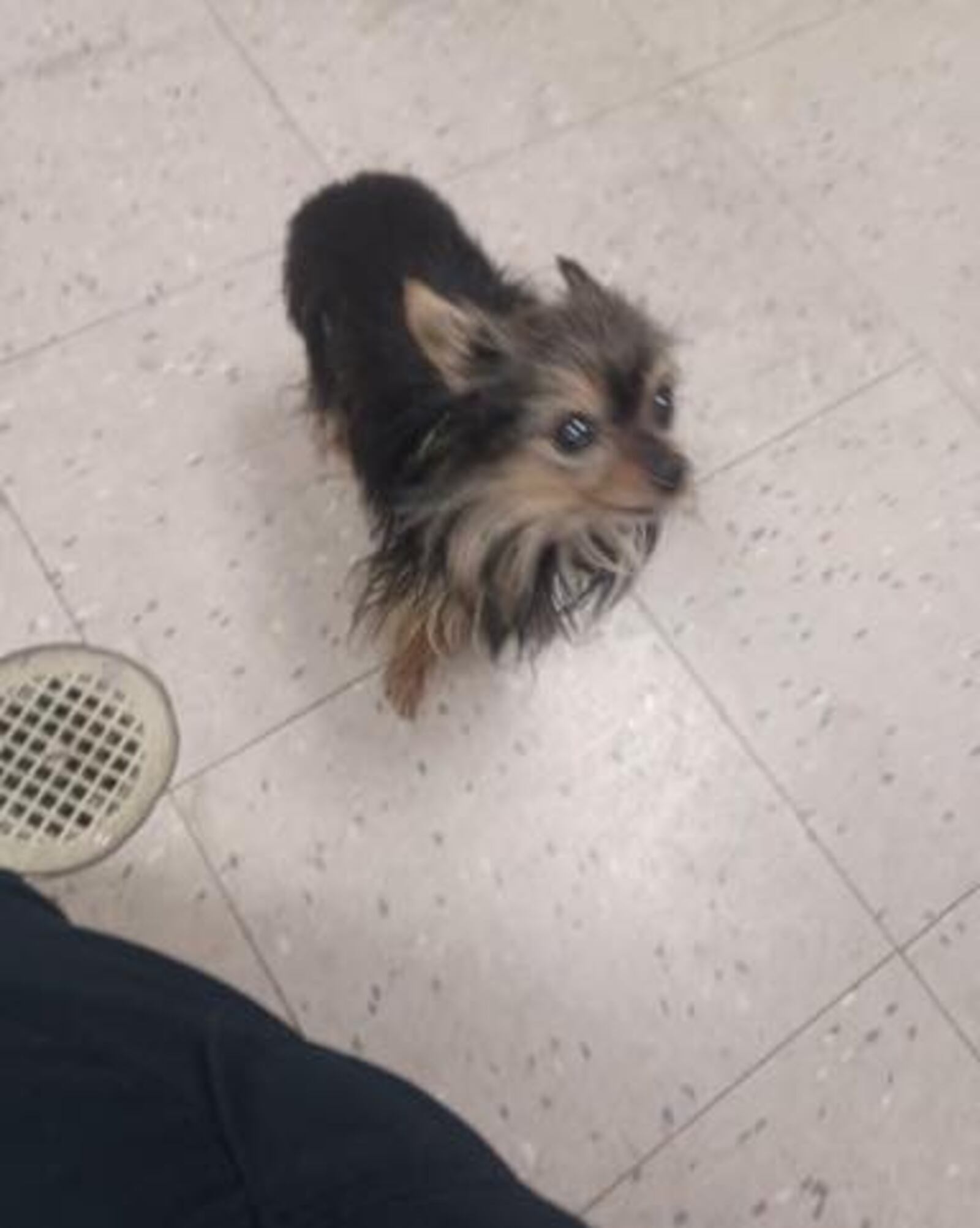 A female Yorkshire terrier was rescued from a storm drain on Brandt Pike on Thursday, Sept. 21, 2023, by the Huber Heights Fire Division. CONTRIBUTED