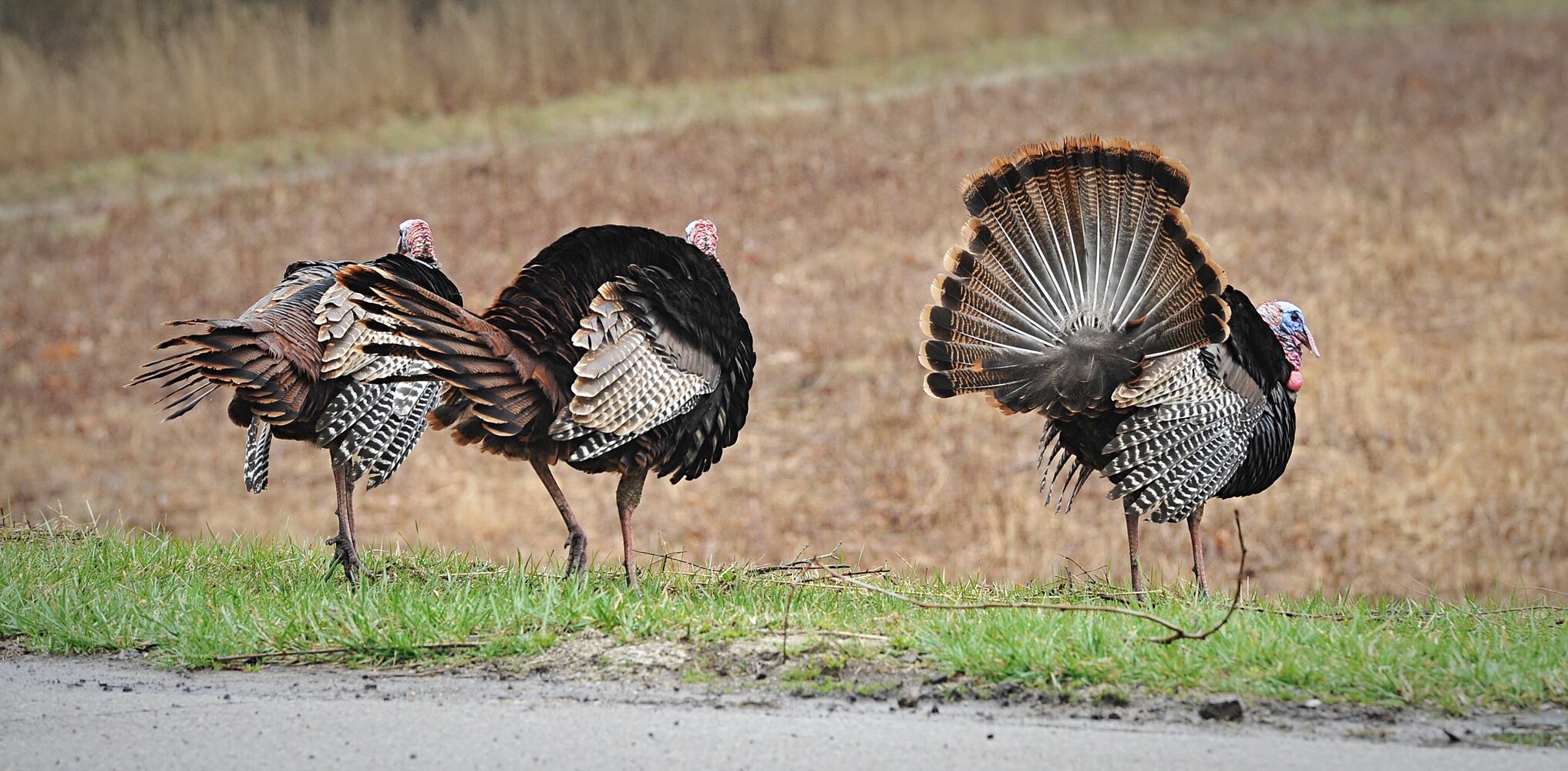 PHOTOS: Wild turkeys rule the road in Butler Twp.