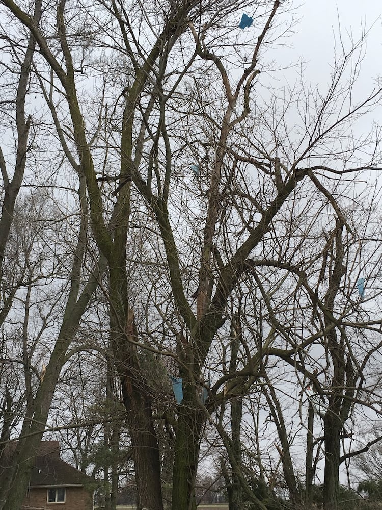 Arcanum Tornado Damage - Trees