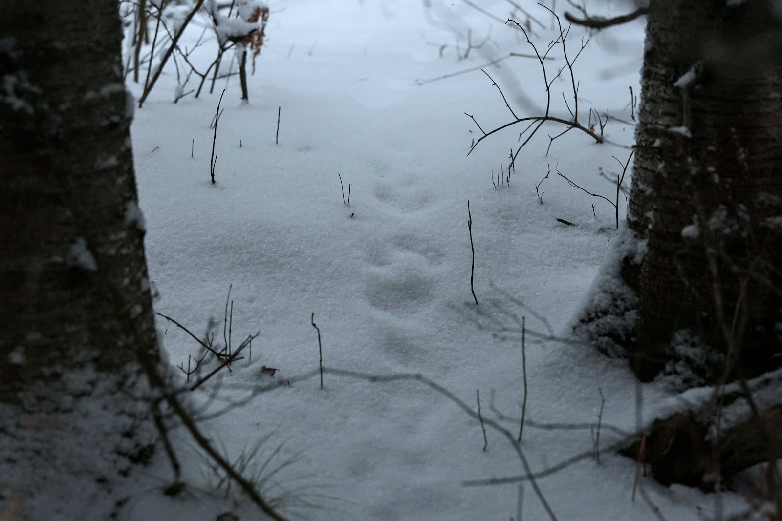 Snowshoe hare tracks are visible in the snow, Saturday, Feb. 15, 2025, in Mason, Wis. (AP Photo/Joshua A. Bickel)