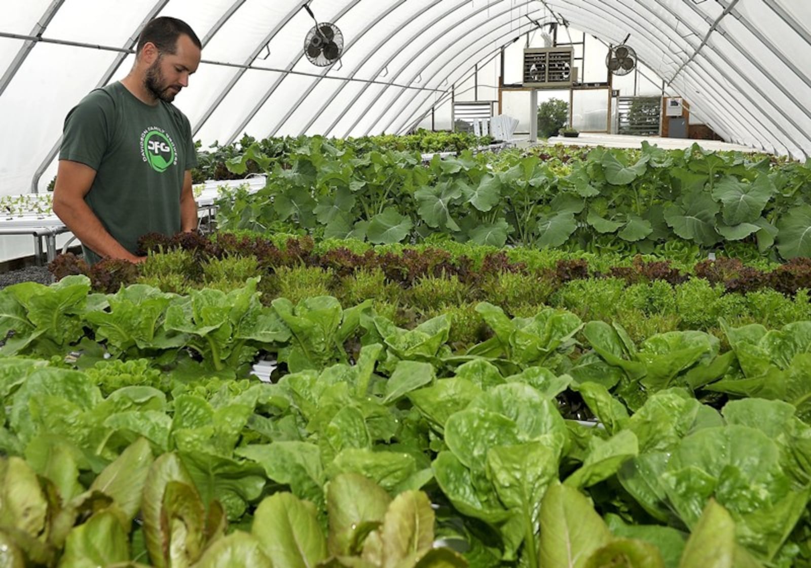 Kevin Davidson, of Davidson Farms in New Carlisle, tends to the plants growing in a hydroponic system Friday in his greenhouse in 2017. STAFF PHOTO