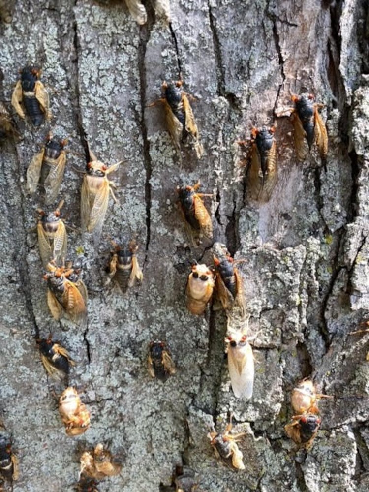 Cicadas in Vandalia