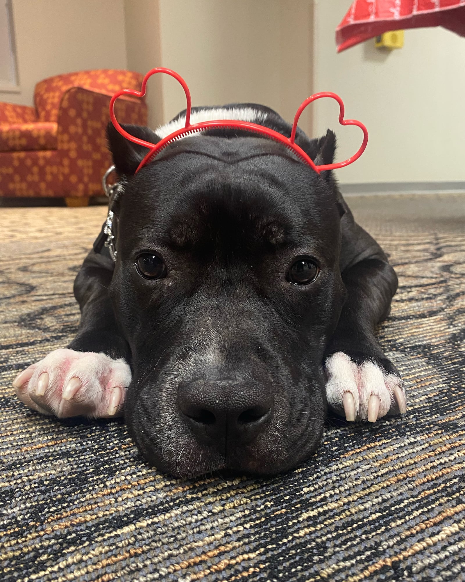 Kilo, the dog of UD women's basketball player Eve Fiala, wears his Valentine's Day outfit. CONTRIBUTED