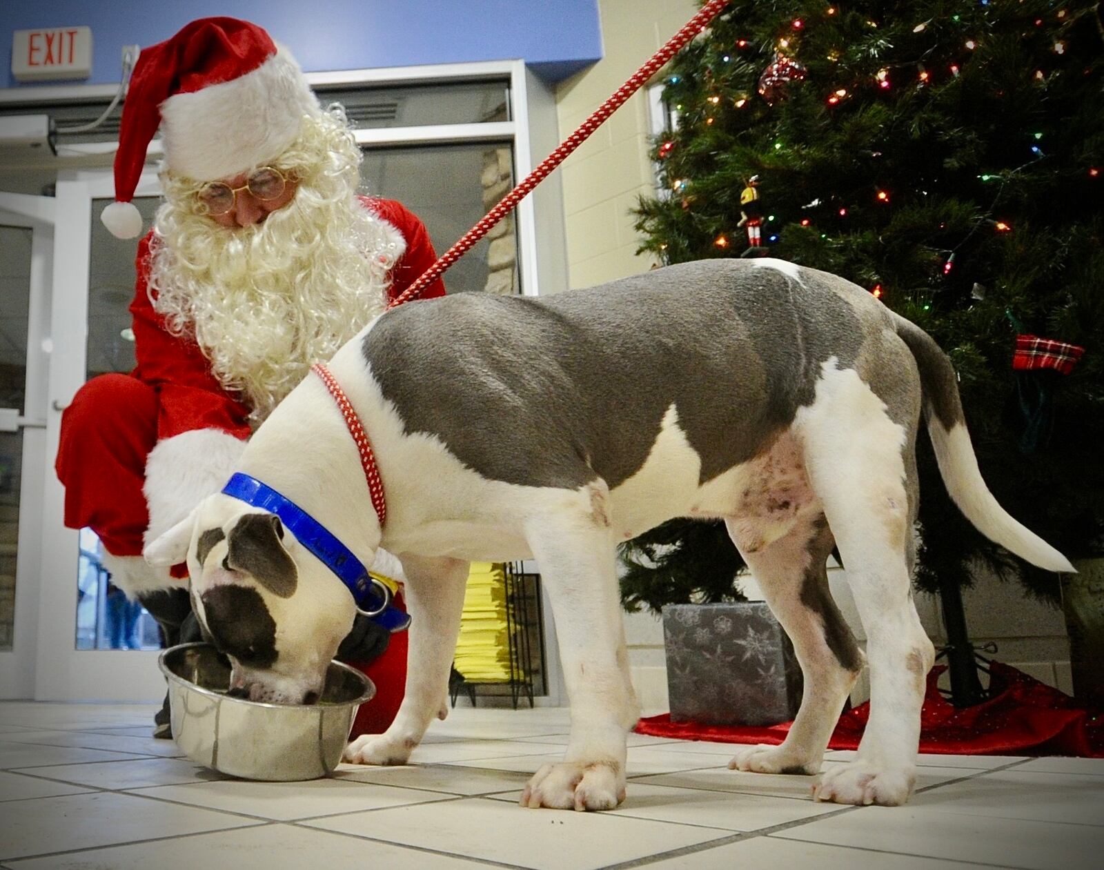 Michael Ochs, aka Santa Claus, feeds a holiday meal to a shelter dogs at the Montgomery County Animal Resource Center. Bahati & Frey’s Place, a local dog daycare and training club, donated “holiday dinner “ Friday, Dec. 30, 2022, to nearly 100 dogs being cared for by ARC. The meals consisted of turkey with gravy, mashed potatoes, green beans, carrots peas, oat and peanut butter cookies, acorn squash, blueberries, pumpkin cupcakes and apple Kong. The dinner was postponed from last week due to the winter storm. MARSHALL GORBY \STAFF