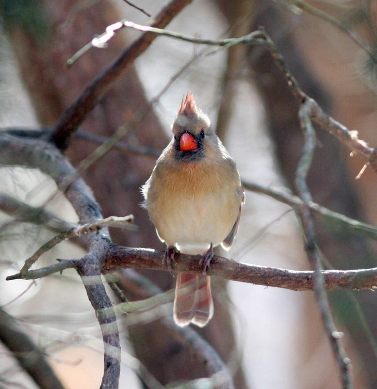 A Cardinal visits the feeders during the bird count Saturday, Jan. 2, 2010, at the Germantown MetroPark Nature Center.