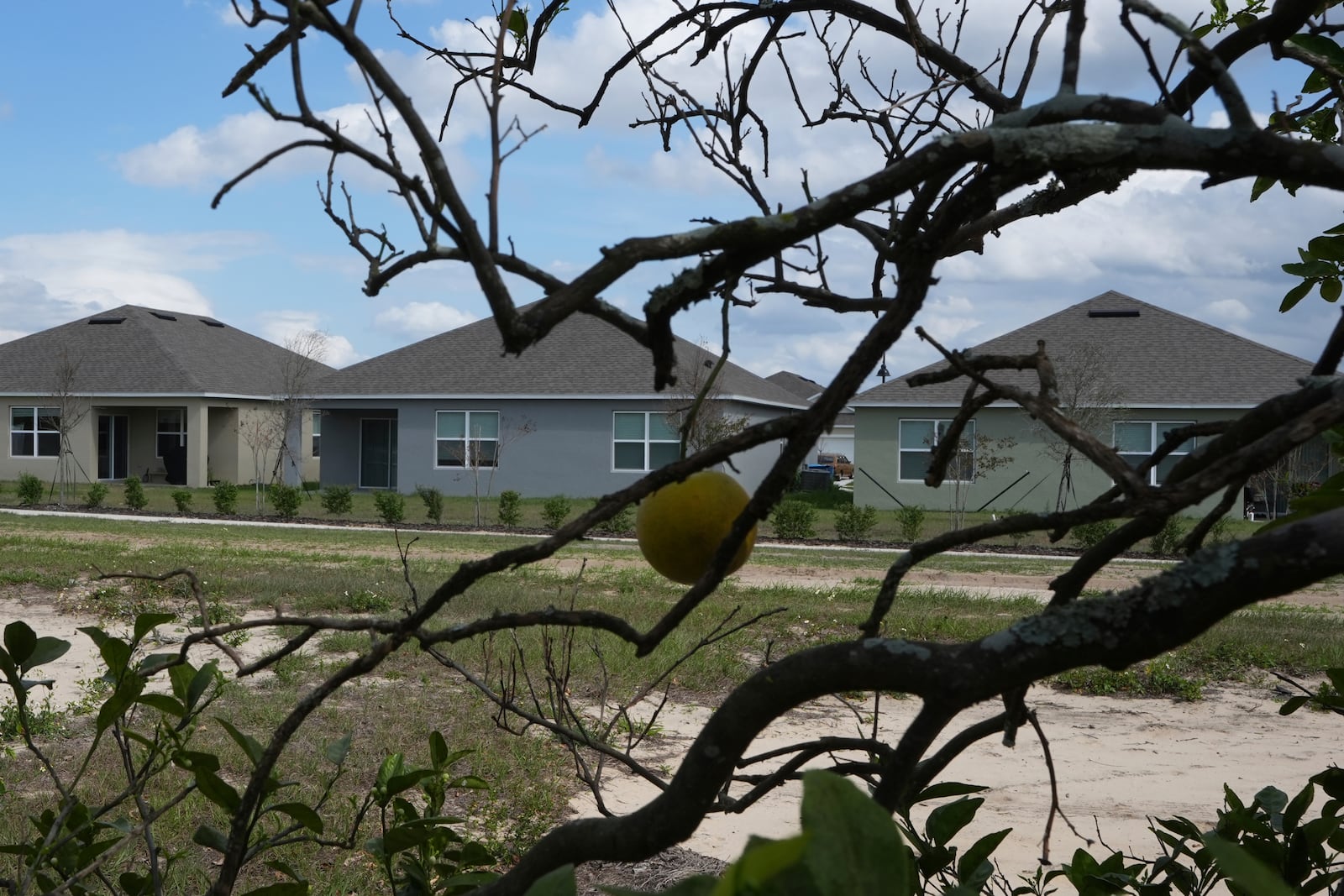 A new residential neighborhood is under construction in a former citrus grove, Tuesday, Feb. 18, 2025, in Lake Wales, Fla. (AP Photo/Marta Lavandier)