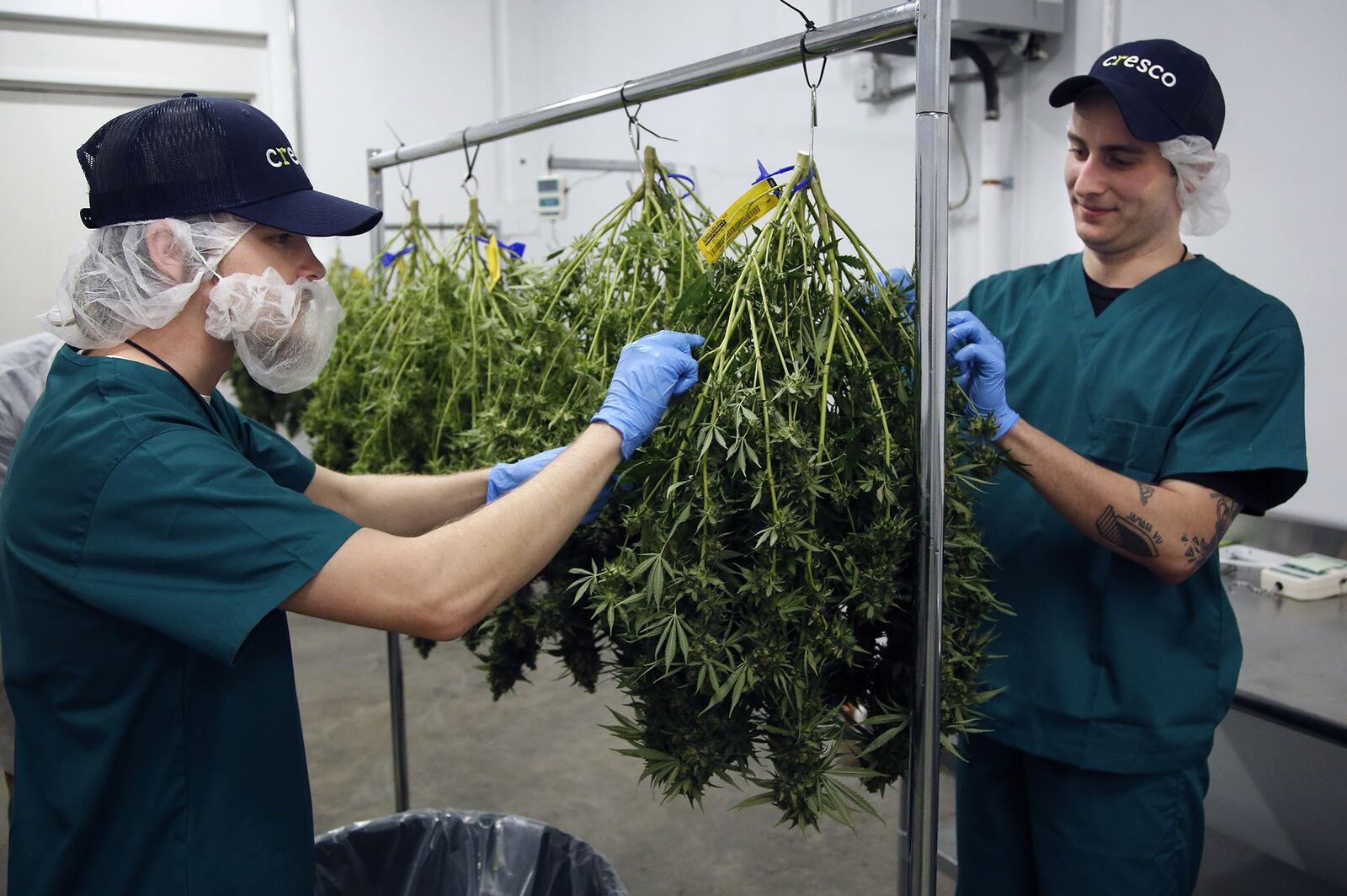 Cultivation agents trim a marijuana plant harvested at Cresco Labs in Yellow Springs. The state licensed cultivator business began harvesting its first crop grown in the facility this week. The removed leaves and stems will be composted. TY GREENLEES / STAFF