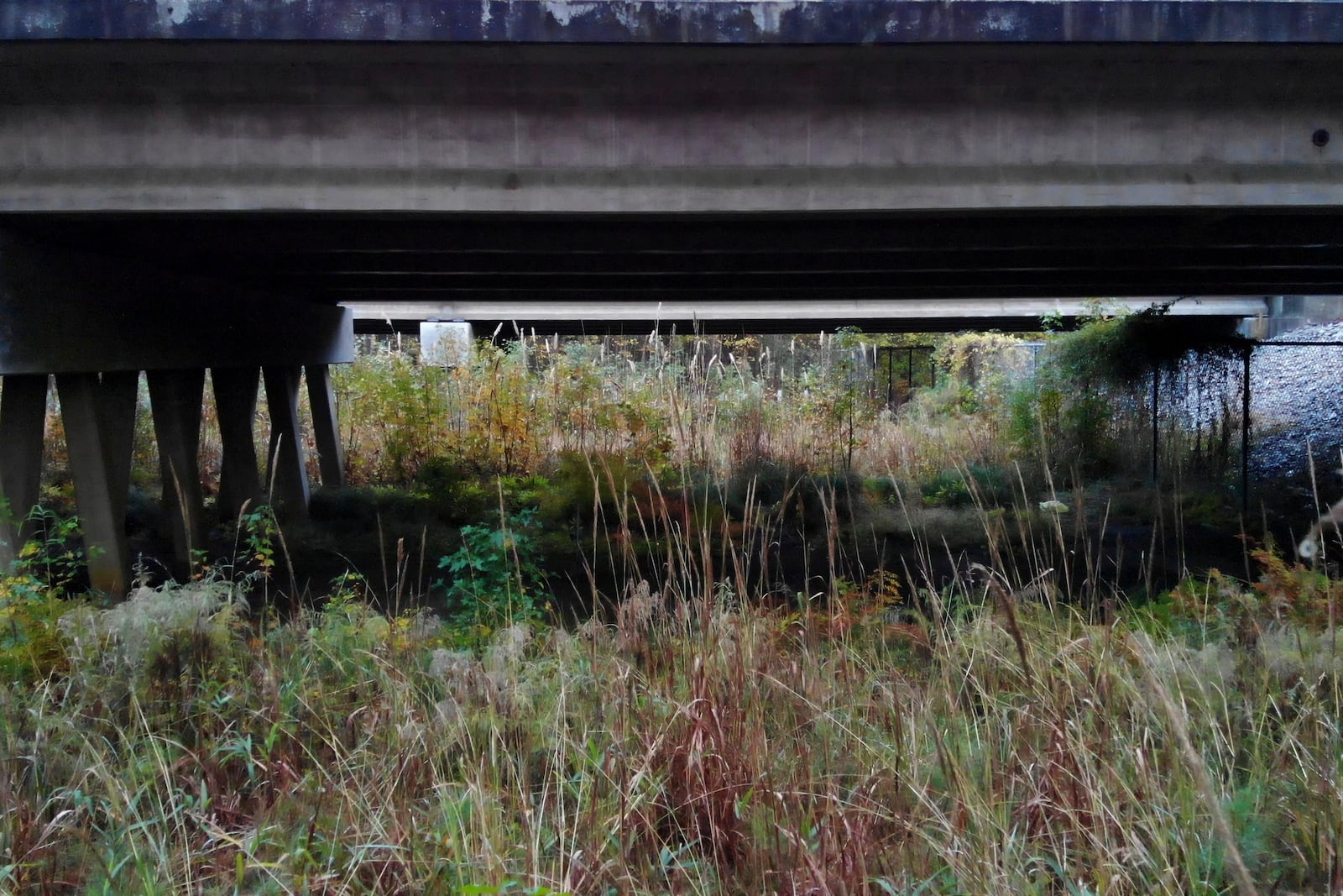 In this frame from video, grass grows tall in a wildlife crossing created by elevating a portion of U.S. 64 near Creswell, N.C., on Wednesday, Nov. 20, 2024. (AP Photo/Allen G. Breed)