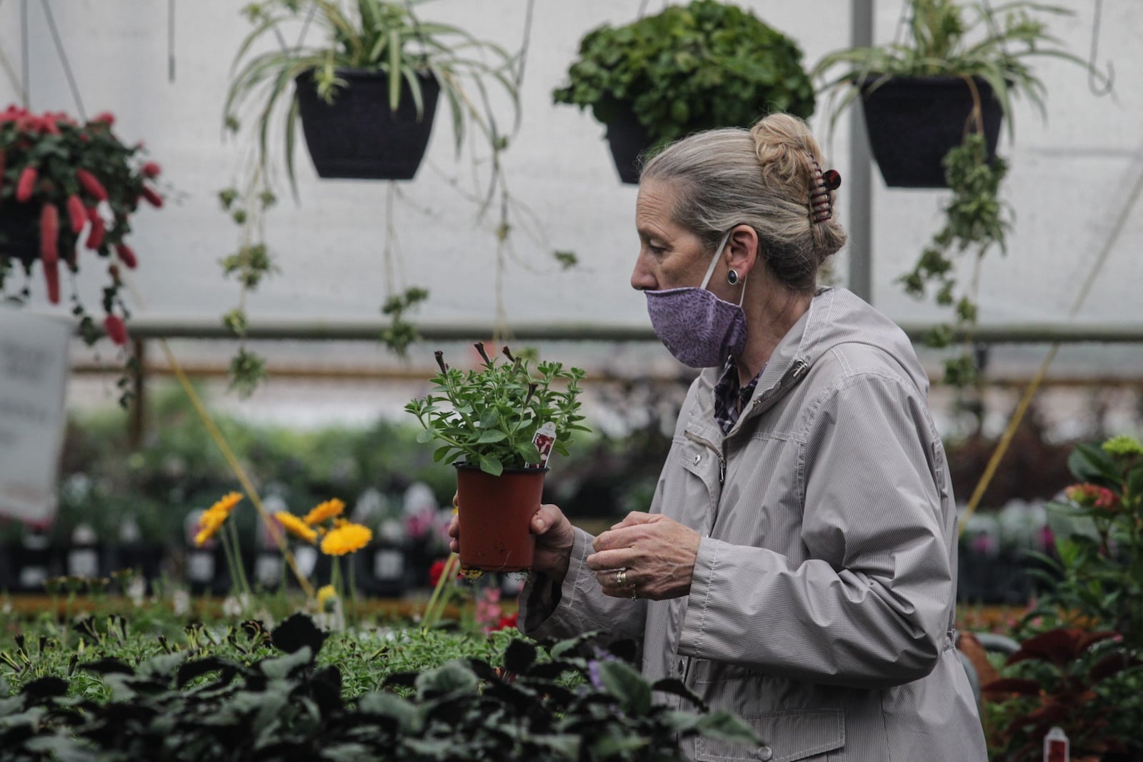 Cindy Jones from Troy shops for plants at Stockslagers Greenhouse and Garden Center Tuesday morning. Business has been booming this Spring for garden center around the area. JIM NOELKER/STAFF