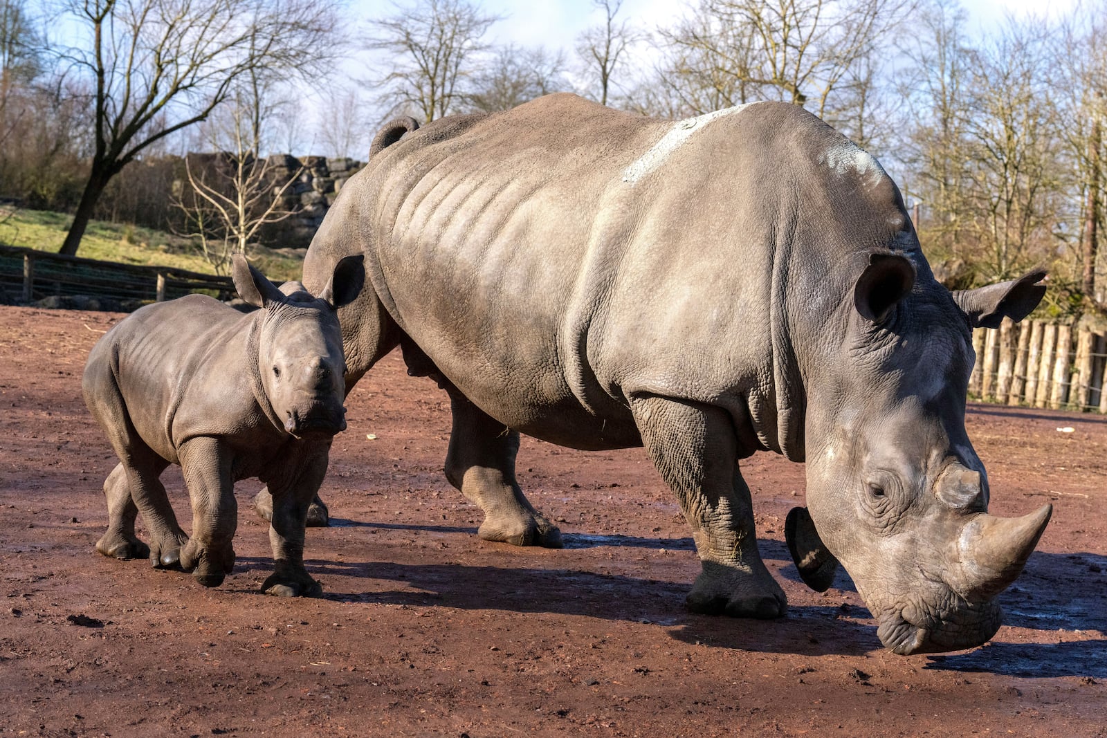 Nova, left, an endangered Southern White Rhinoceros born in January 2025, walks with her mother Elie at Paira Daiza Zoo in Brugelette, Belgium, Wednesday, Feb. 26, 2025. (AP Photo/Marius Burgelman)