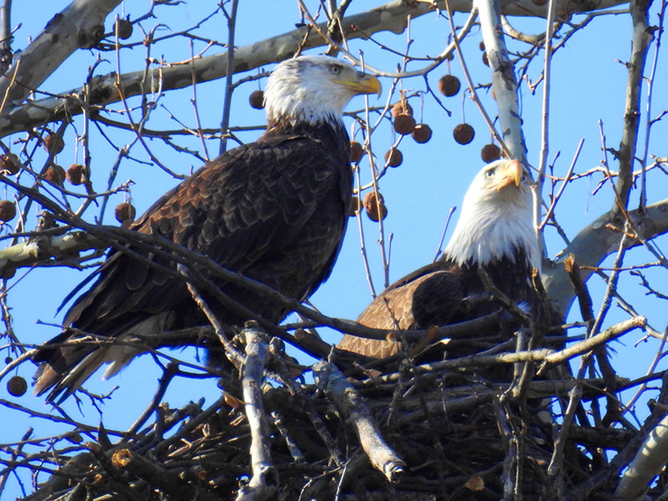 Carillon Park bald eagles