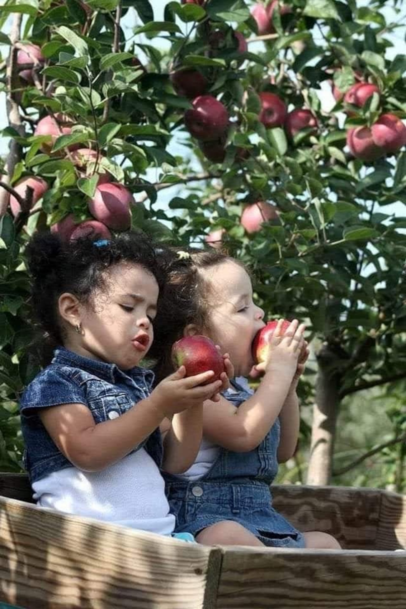 Monnin's Fruit Farm has been a local U-pick staple for more than 60 years. CONTRIBUTED