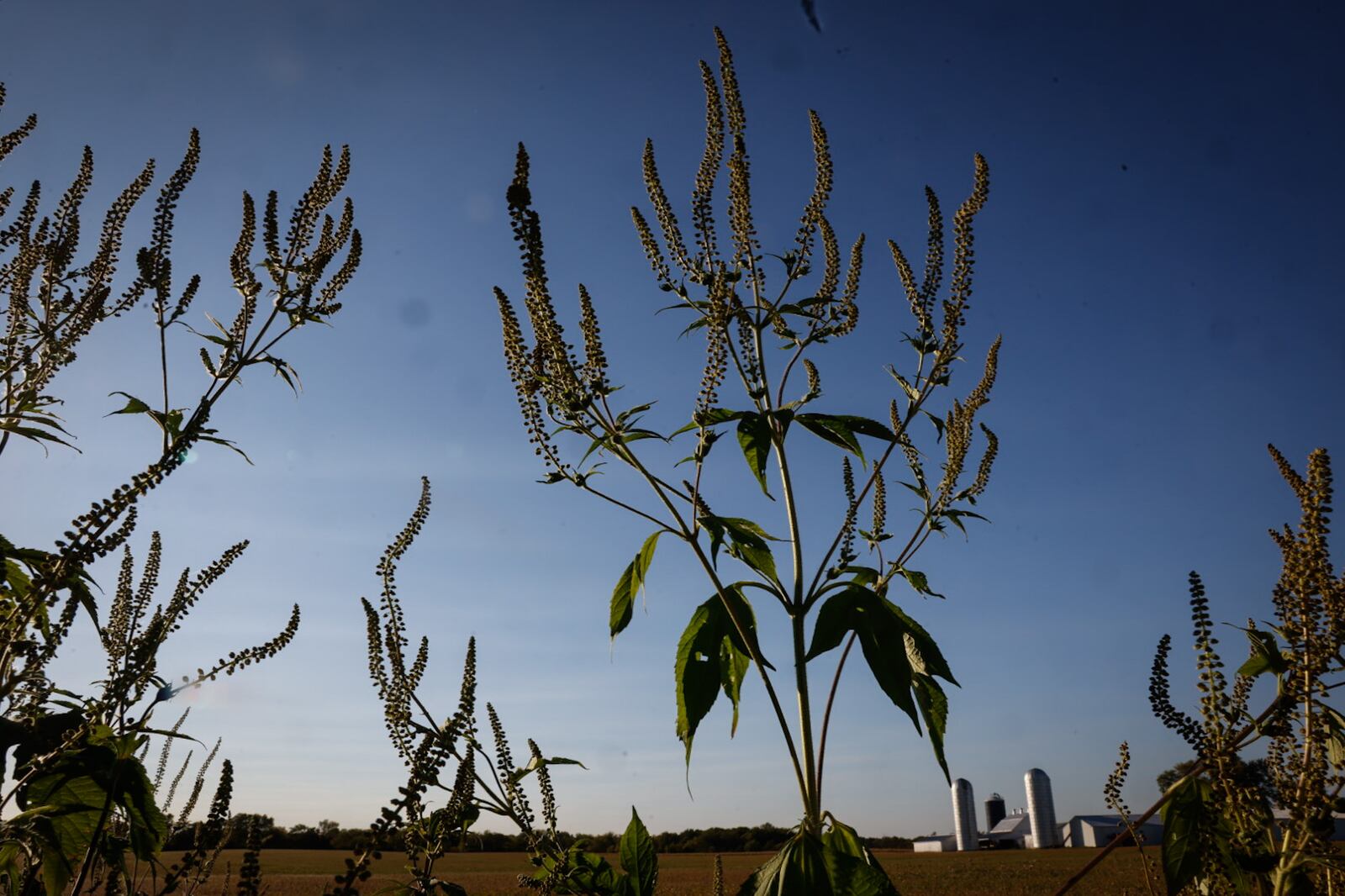 Ragweed growing in the ditch-lines and fields in the Miami Valley are spreading their pollen, impacting local allergy sufferers. JIM NOELKER/STAFF