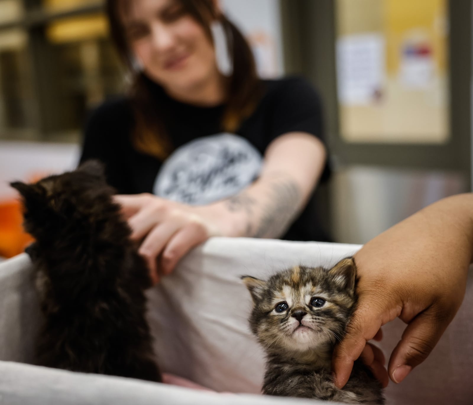 Willow and Star are two kittens that are fostered by volunteers until they are old enough to be adopted at the SISCA in Washington Twp. JIM NOELKER/STAFF