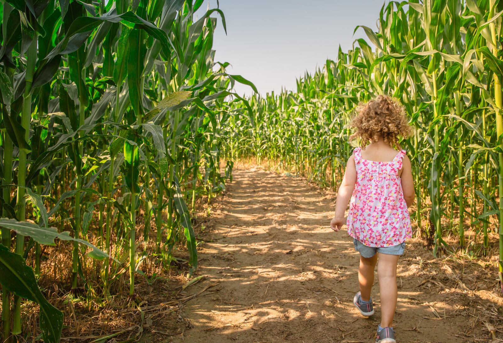 Young's Jersey Dairy's Cowvin's Corny Maze. CONTRIBUTED