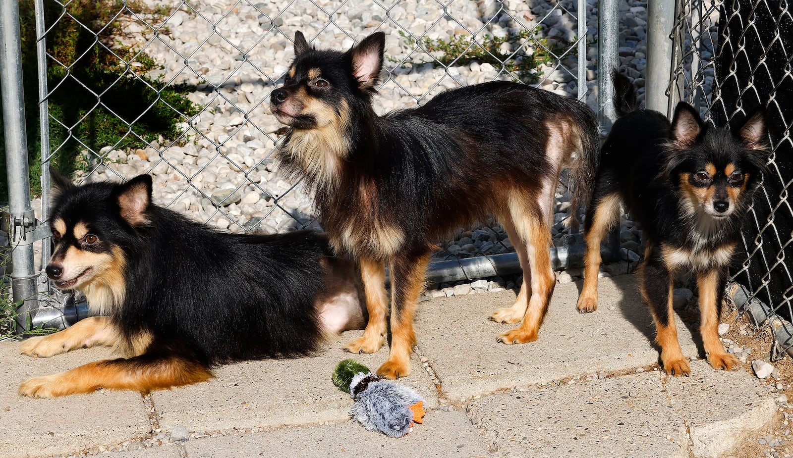 These are three of the seven Pomeranian mix dogs that were dumped at the Narrows in Beavercreek and rescued by a Dayton shelter. These three are up for adoption at Howliday Inn Boarding at 1791 Furnas Rd. in Vandalia. MARSHALL GORBY\STAFF